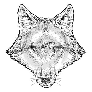 Wolf hand drawn vector illustration. Isolated on white