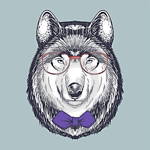 Wolf hand drawn wearing a red glasses and bow tie