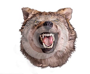 Wolf head with angry face on white background