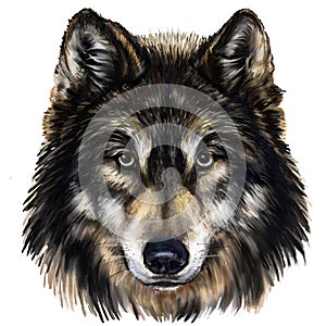 Wolf head