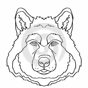 Wolf head and coloring photo