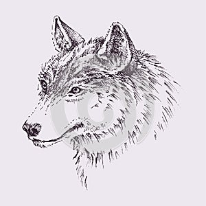 Wolf head, hand drawn portrait