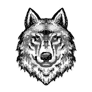 Wolf head logo 28, Detailed ink drawing