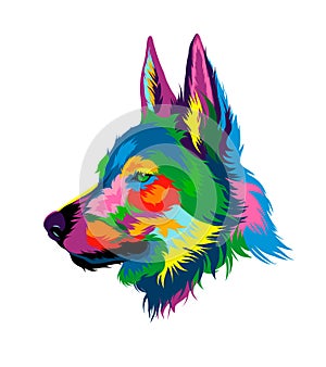 Wolf head portrait from multicolored paints. Splash of watercolor, colorful drawing, realistic