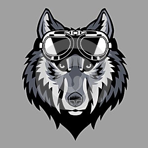 Wolf head wearing a goggle photo