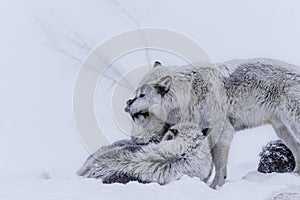 a wolf and her cub on the snow covered ground in front of a fallen tree