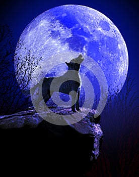 Wolf howling at the Blue Moon