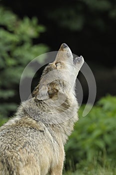 Howling Gray Wolf