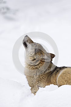 Howling gray wolf in winter