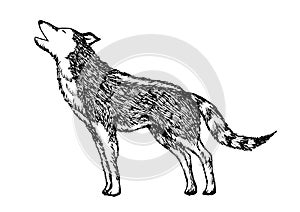 Wolf howling hand drawing vector illustration design
