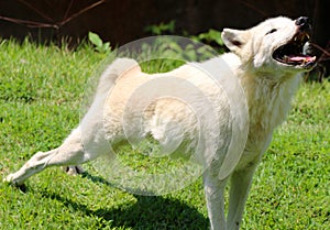 Wolf howling at the Memphis Zoo.