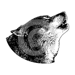 Wolf howling at the moon, engraving style illustration