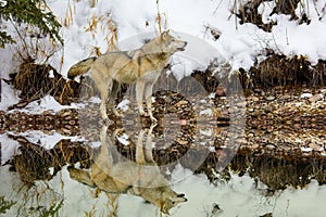 Wolf howling with reflection.