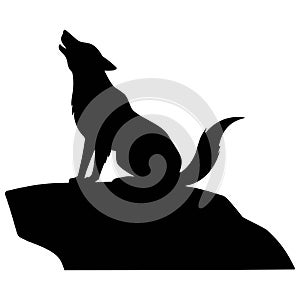 Wolf Howling on Rock
