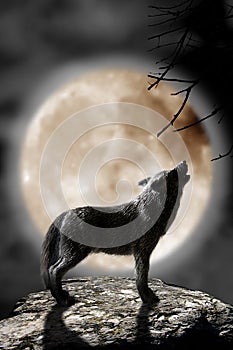 Wolf howling to the moon