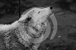 Wolf howls looking up, a gloomy black and white photo of sadness and longing. close-up