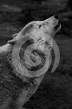 Wolf howls looking up, a gloomy black and white photo of sadness and longing. close-up