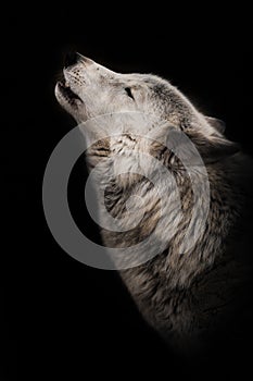 Wolf howls looking up, a gloomy  of sadness and longing. an ashen white polar wolf snout on a black background howls in the