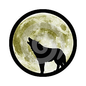 A wolf howls at the night moon. A hungry predator hunts its prey in the dark