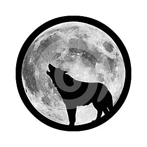 A wolf howls at the night moon. A hungry predator hunts its prey in the dark