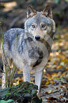 Wolf hunting in the forest