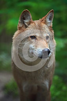 Wolf hunting in the forest