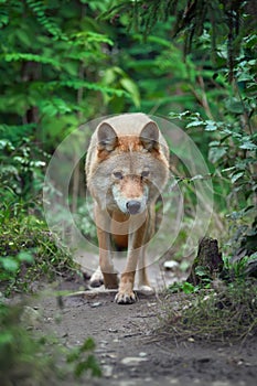 Wolf hunting in the forest