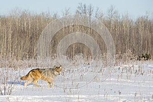Wolf hunting prey in mountains