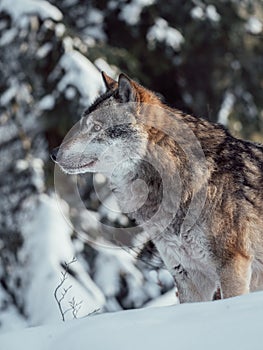 Wolf hunting in winter forest.