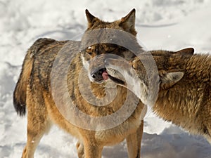 Wolf interaction