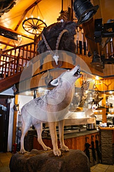 a wolf in the interior of a rustic restaurant