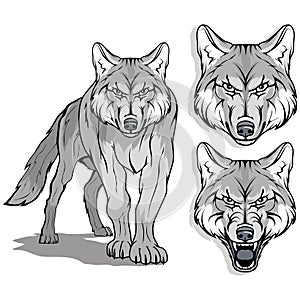 Wolf, isolated on white background, colour illustration, suitable as logo or team mascot, dangerous forest predator, wolf`s head,