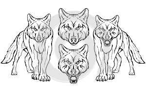 Wolf, isolated on white background, colour illustration, suitable as logo or team mascot, dangerous forest predator, wolf`s head,