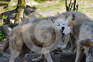 Wolf isoler in an animal park