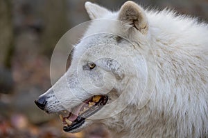 Wolf at Lakota Wolf Preserve