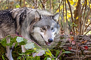 Wolf at Lakota Wolf Preserve