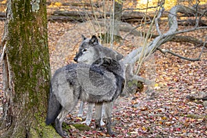 Wolf at Lakota Wolf Preserve