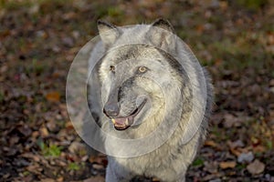 Wolf at Lakota Wolf Preserve