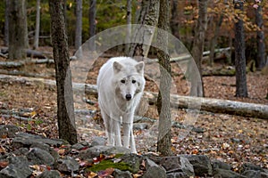 Wolf at Lakota Wolf Preserve
