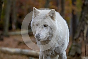 Wolf at Lakota Wolf Preserve