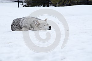 A wolf is laying down with the snow in the winter in the relax time
