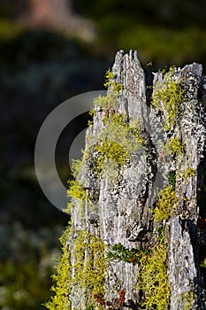 Wolf lichen