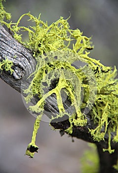 Wolf Lichen Creepy Growth on a Tree