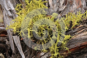 Wolf Lichen (Letharia vulpina)