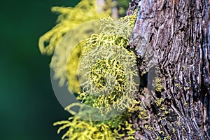Wolf Lichen Letharia vulpina growing on the bark of pine trees in Lassen Volcanic National Park, Northern California