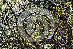 Wolf Lichen Letharia vulpina growing on the branches of a pine tree in Yosemite National Park, Sierra Nevada mountains,