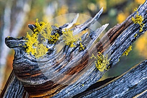 Wolf lichen on a old tree snag