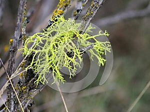 Wolf Lichen on Sagebrush