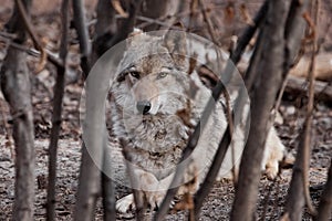 A she-wolf lies among the trees thickets.Powerful predator gray wolf in the woods in early spring