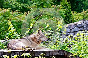 The wolf lies on a wooden platform, resting after dinner, against a background of blurred green foliage and a stone wall